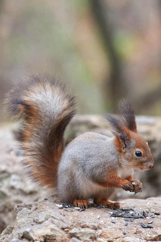 белка, scribus vulgaris,  #photo preview