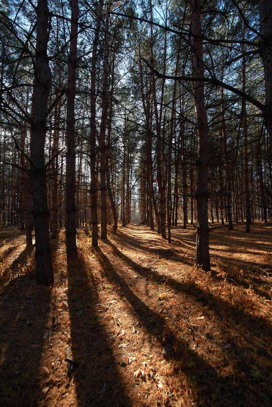 лес, сосны, волгоград,  Сосновый лесphoto preview