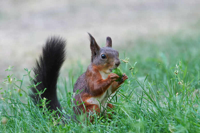 белка, scribus vulgaris,  #photo preview