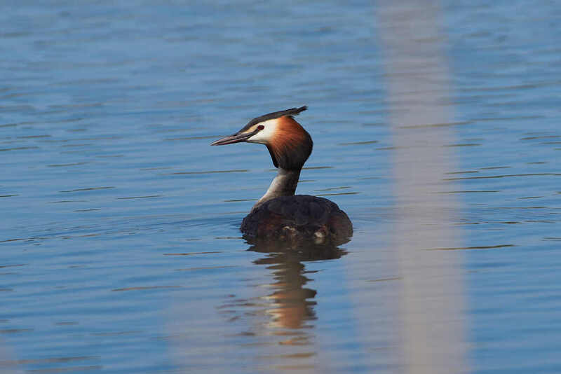 чомга, Podiceps cristatus, Чомгаphoto preview