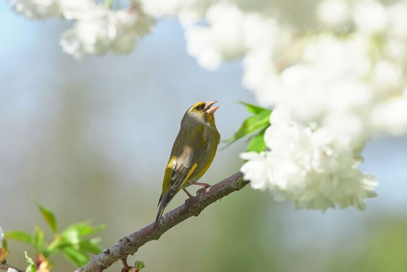 Chloris chloris, зеленушка,  Зеленушкаphoto preview