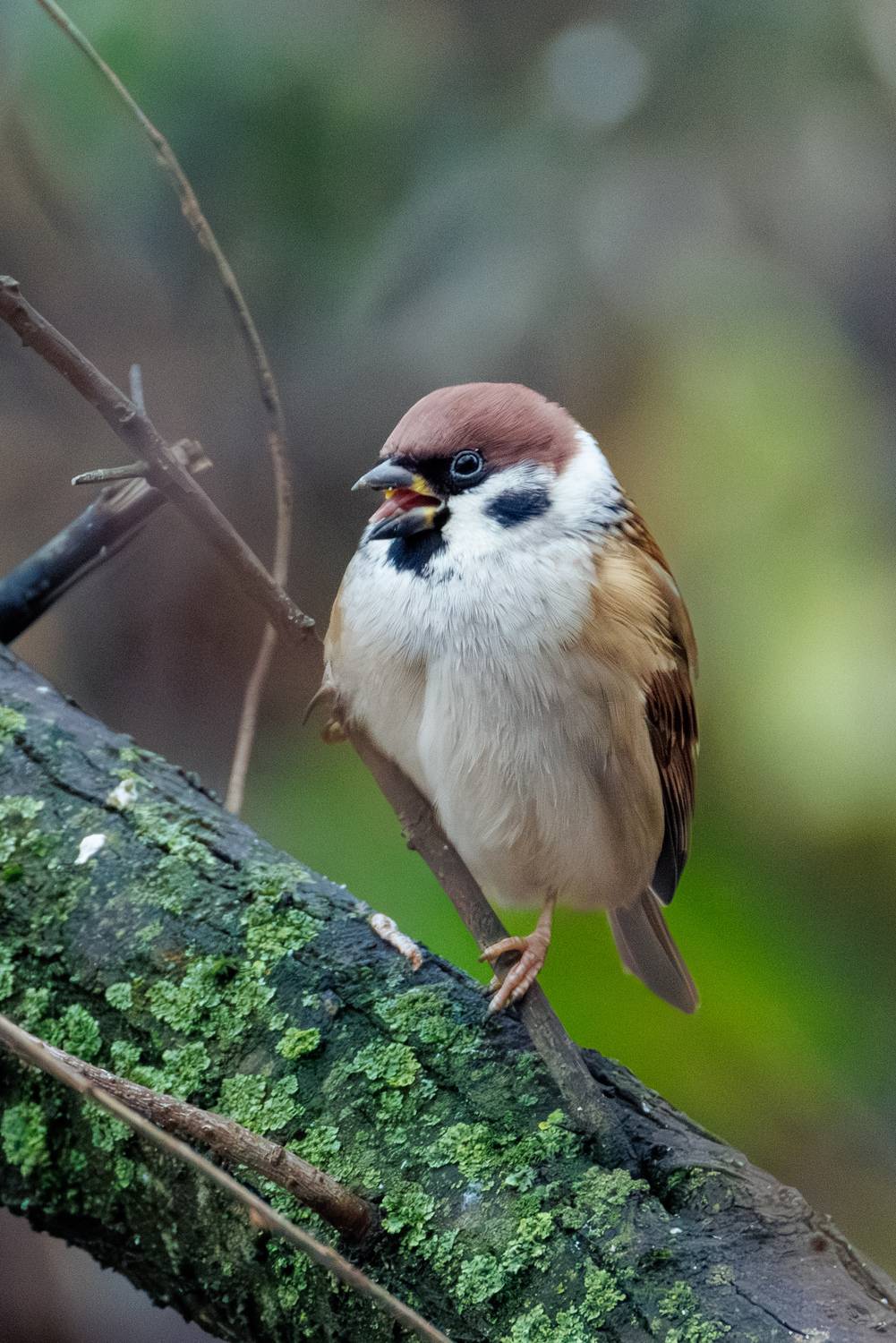 ***. Автор: ssmirs Сергей , ssmirs Сергей