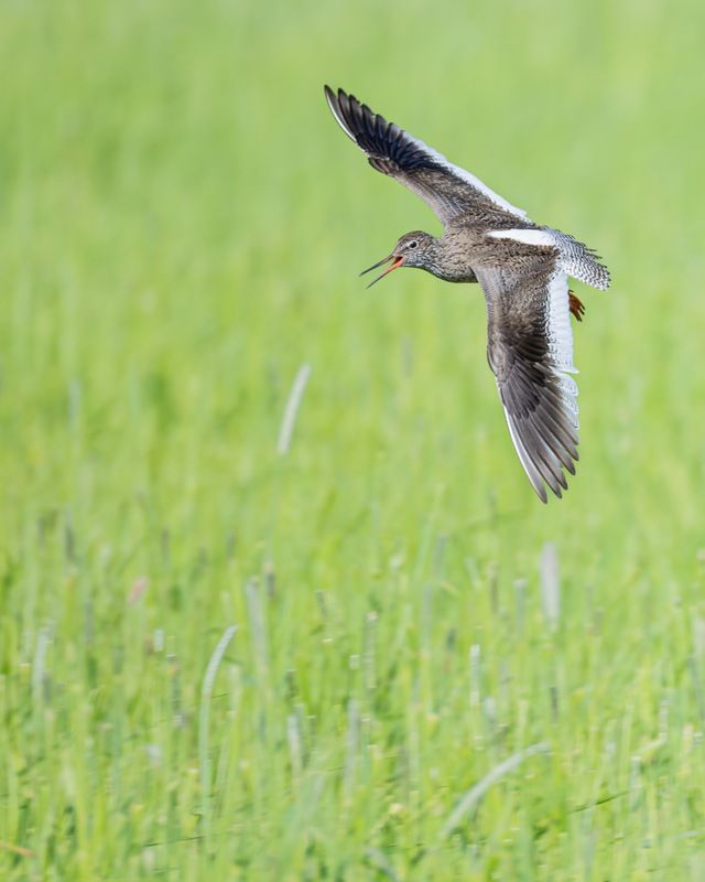 кулик, травник, птицы, красноножка Травникphoto preview