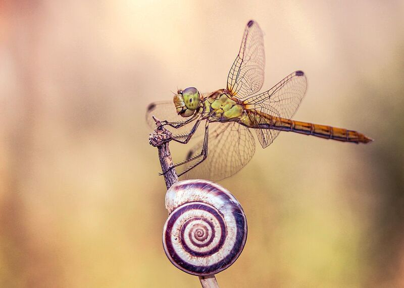 макро, насекомые, стрекоза photo preview