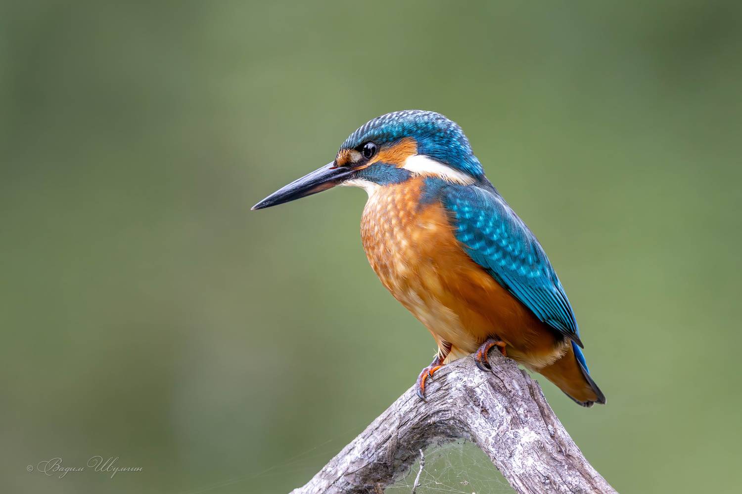 зимородок, Шульгин Вадим