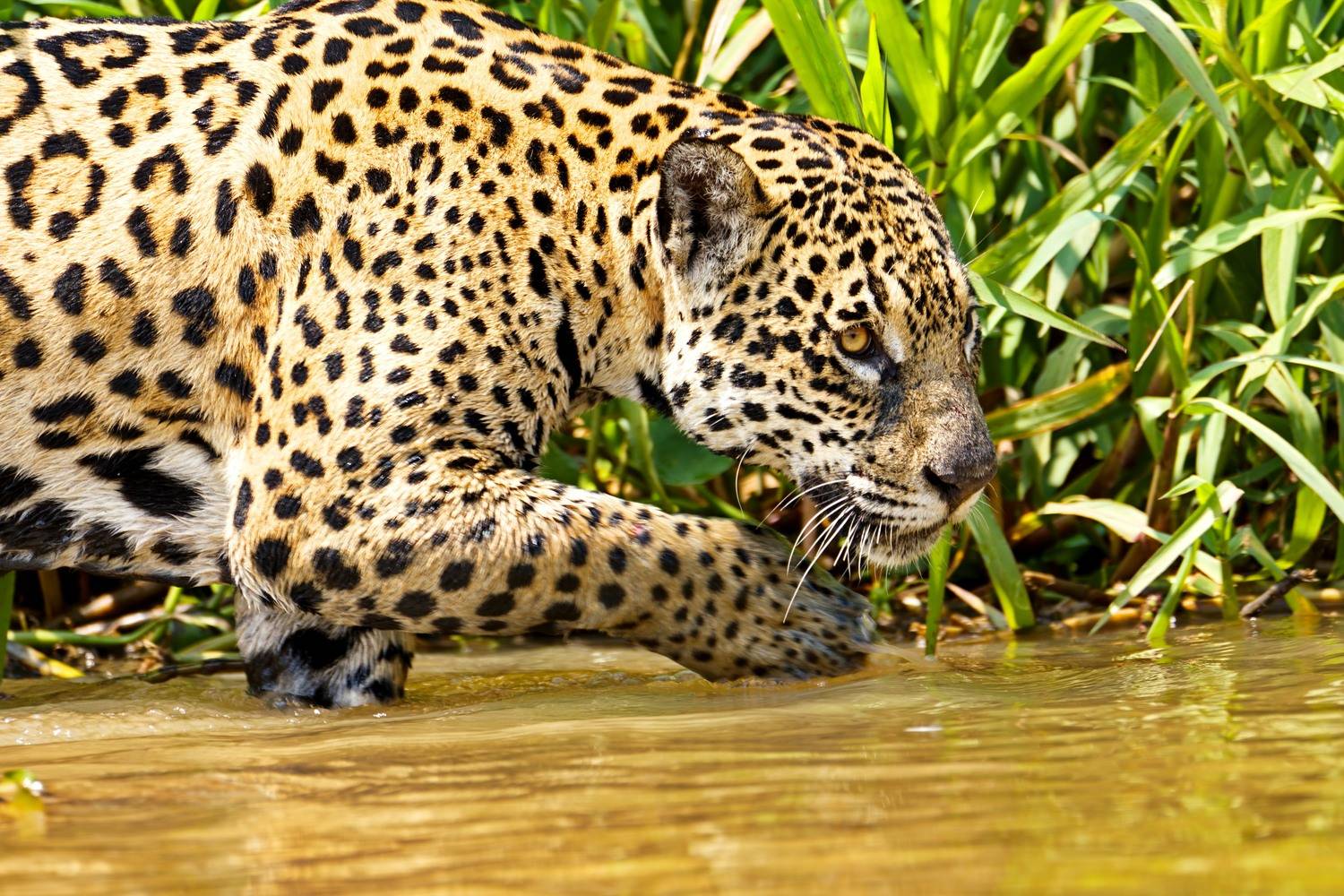 Автор: Игорь Щербаков , Игорь Щербаков