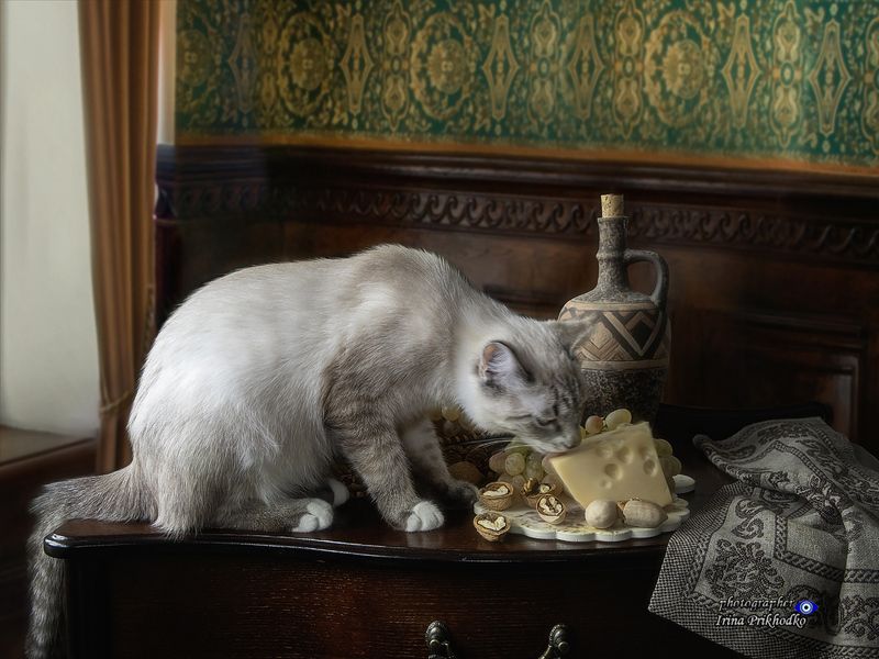 натюрморт, еда, фрукты, кошки, котик, питомцы, забавные животные Сырный воришкаphoto preview