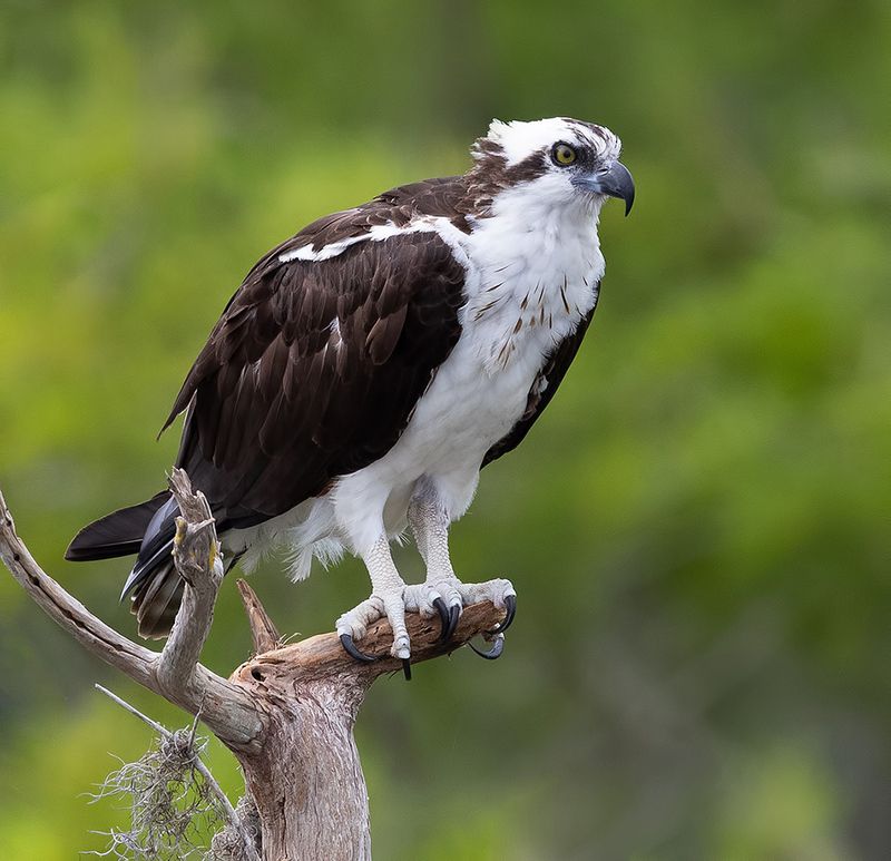 скопа, osprey, florida, флорида, хищные птицы, raptor Osprey - Скопаphoto preview