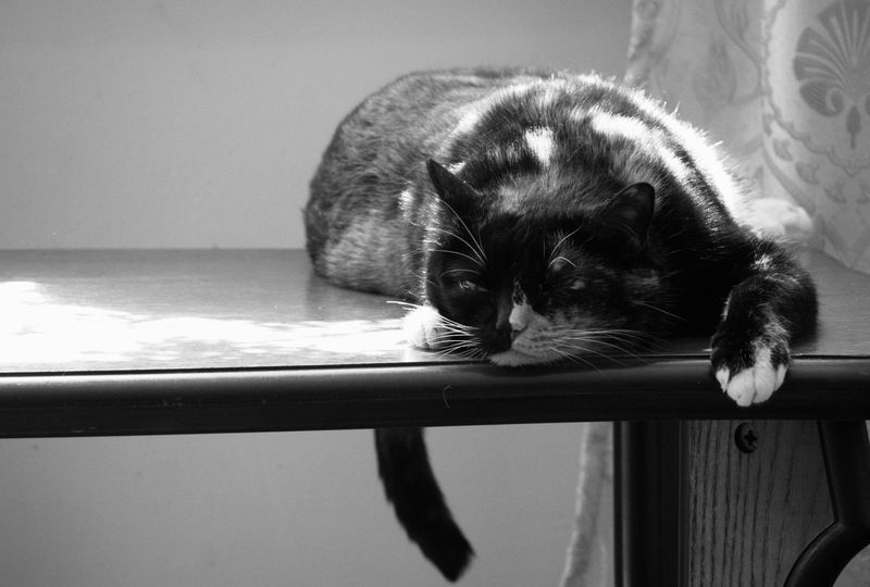 кошка, трехцветная кошка, кошко, кошачий вейб, лень, сумрачность, все достало Дело было вечером, делать было нечегоphoto preview