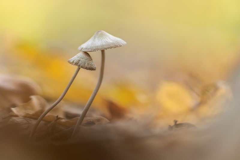 Осенний танецphoto preview