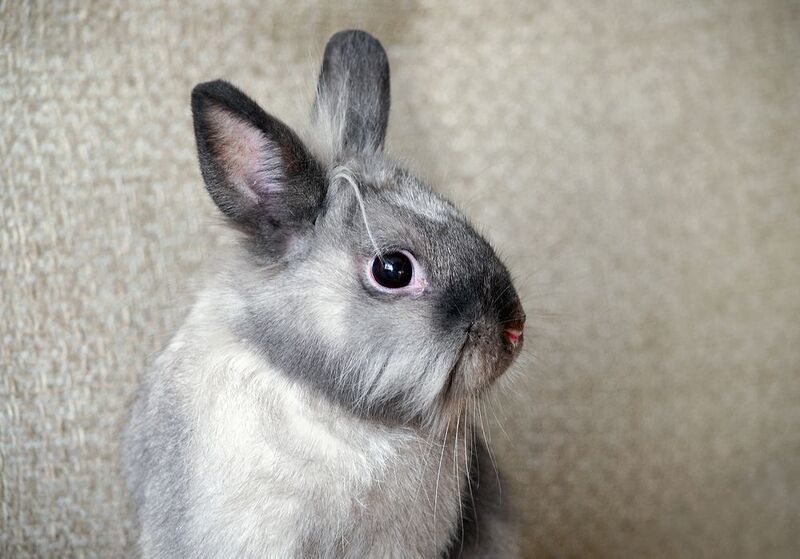 кролик Зайка мояphoto preview