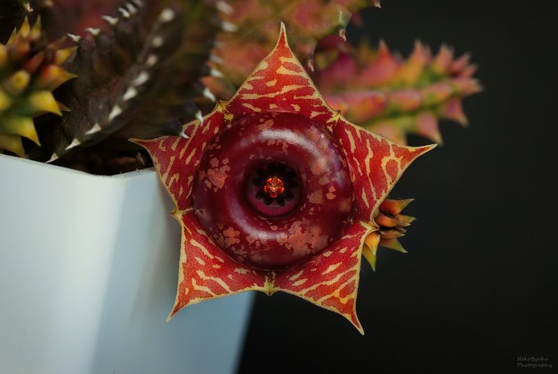 Гуэрния Зебрина вариегатная (huernia zebrina variegata)photo preview