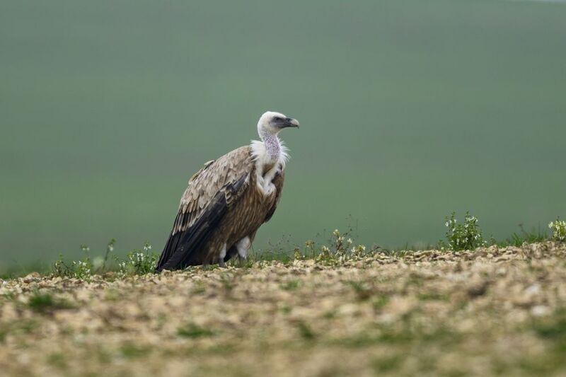 Белоголовый сипphoto preview