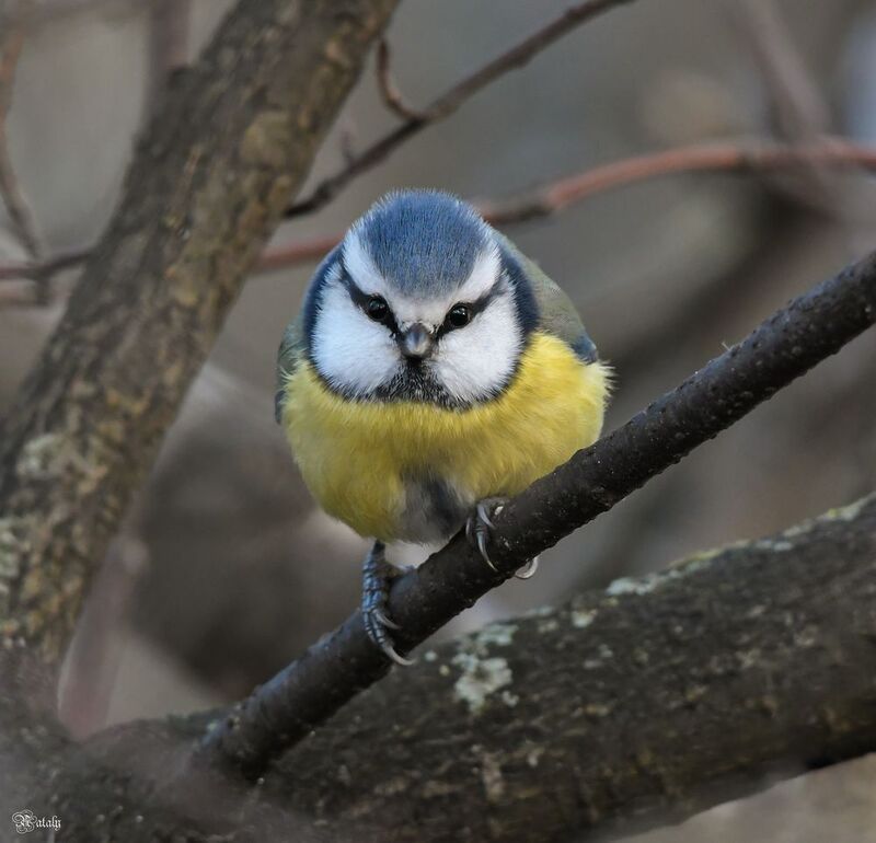 Лазоревкаphoto preview