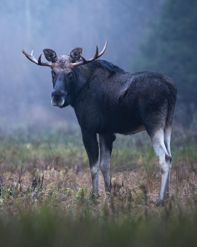 Европейский лось (Alces alces) photo preview