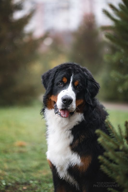бернский зенненхунд, фотографии собак, собаки Бернский Зенненхундphoto preview