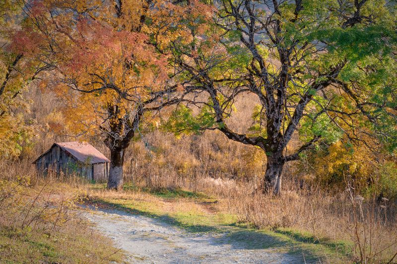 mravaldzali, road, autumn, trees, racha, lechkhumi, autumn, mountains, nature, landscape, scenery, travel, outdoors, georgia, sakartvelo, chizh Autumn in Mravaldzaliphoto preview