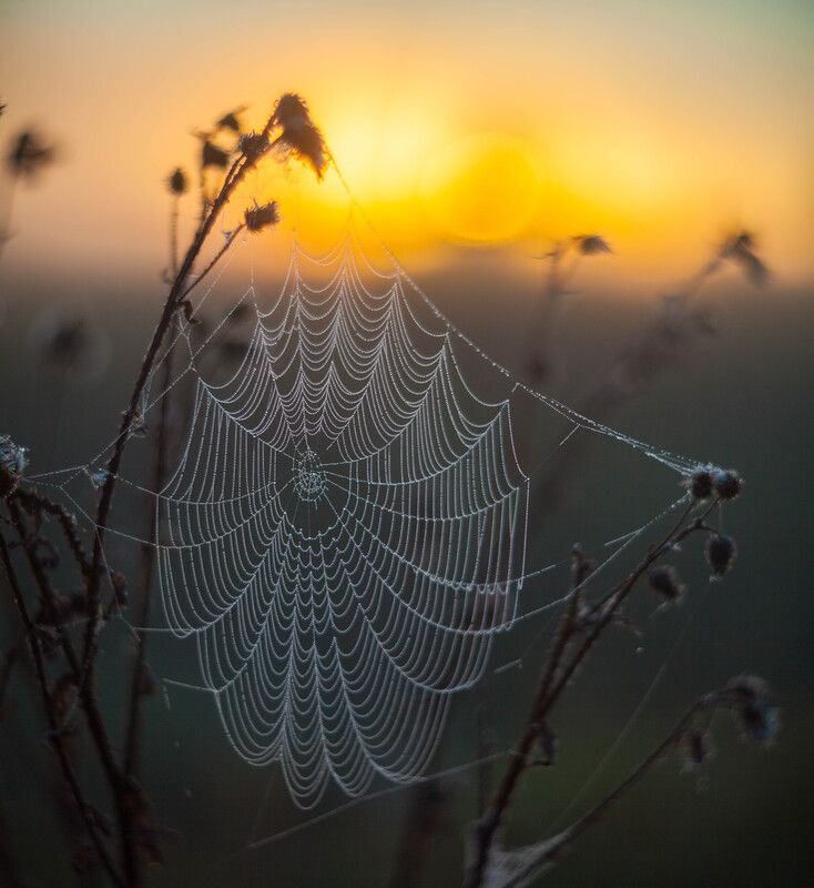 утро, паутина , восход photo preview