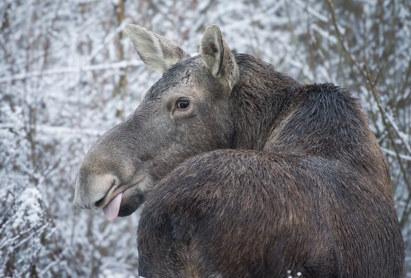 Лось Кокеткаphoto preview