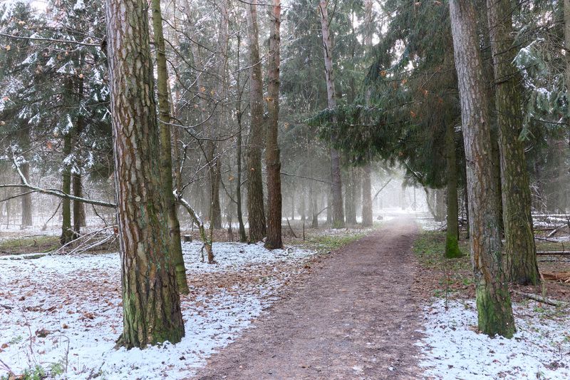 лес, деревья, листва, снег Первый снег в лесуphoto preview