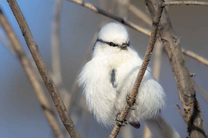 князёк, синица, лазоревка, птицы Князёкphoto preview