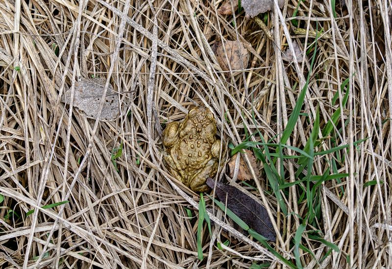 Жаба Бронзовый малышphoto preview