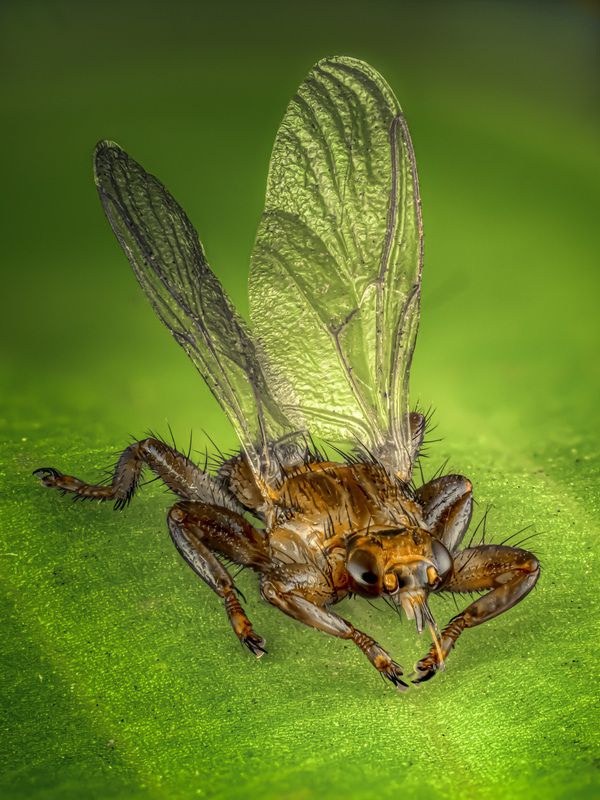 Лосиная муха (оленья кровососка)photo preview