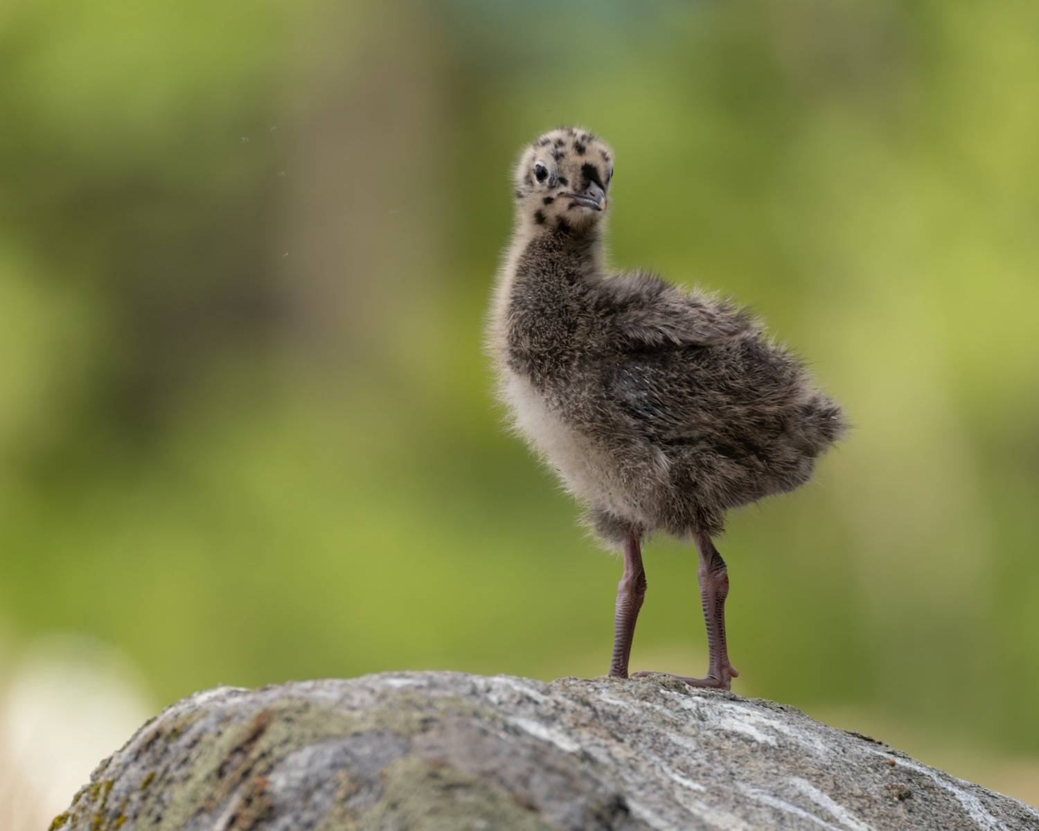 сизая чайка, птенец, чайка, птицы, Ruslan Pl