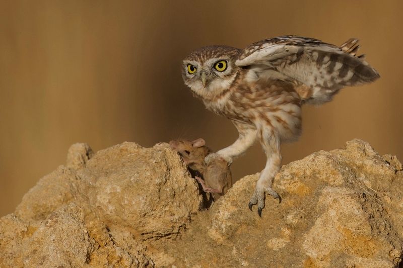 Little Owl with Prey фото превью