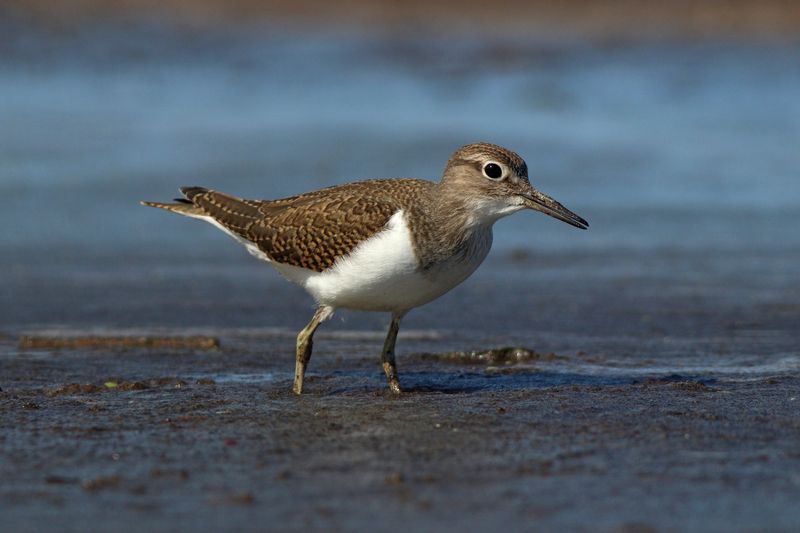 перевозчик, кулик, actitis hypoleucos, common sandpiper, куршский залив Перевозчикphoto preview