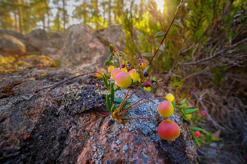 клюква, лето, скалы, карелия, ладога, северное приладожье, сортавала, питкяранта, суоярви, русский север,северная природа, северный пейзаж, пейзажи карелии, фототуры по карелии, фототуры по ладоге, фототур на ладожские шхеры Медвежья ягодаphoto preview