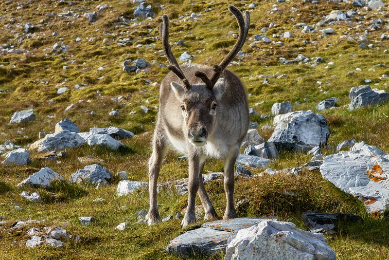 Портрет северного оленяphoto preview