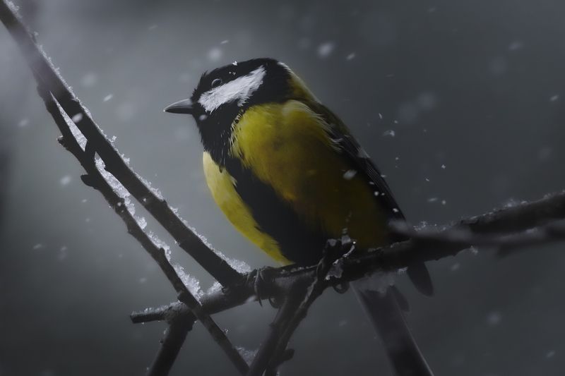 большая синица, great tit, Parus major, птица, дикая природа, tit, птицы России, birdwatching, nature, wildlife photography, close-up bird Первый снег! photo preview