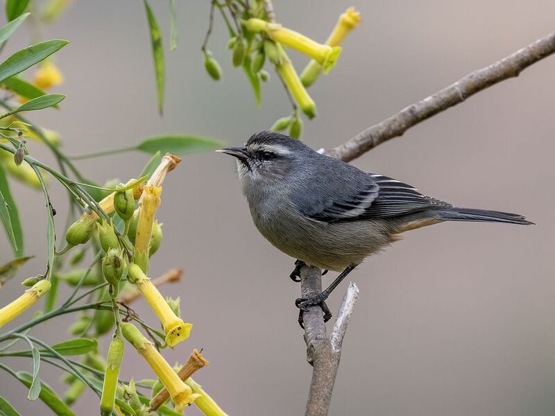 Cinereous Conebillphoto preview