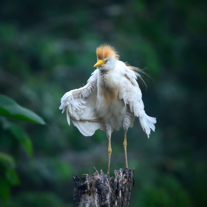 Cattle Egretphoto preview