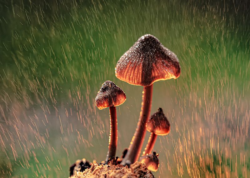 Грибной дождьphoto preview