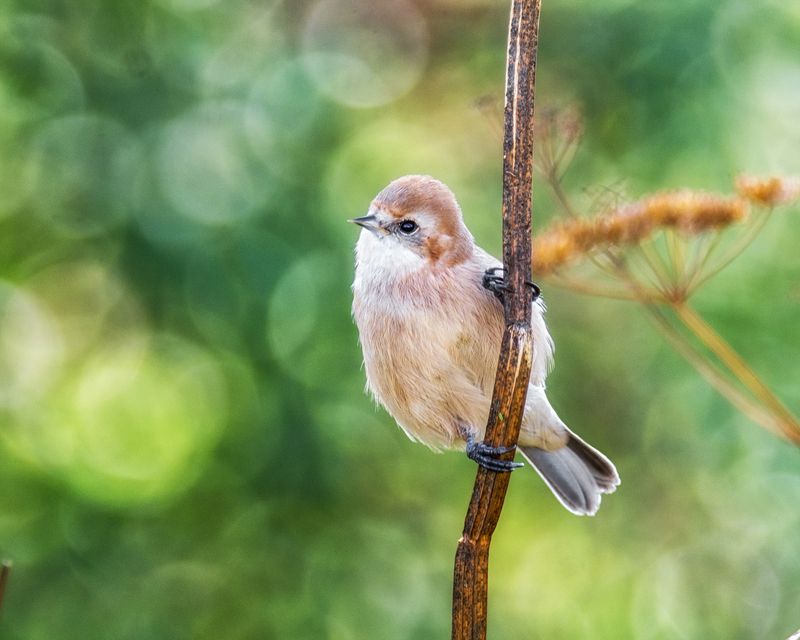 птица, ремез, Молоденький ремез.(2ФОТО)photo preview
