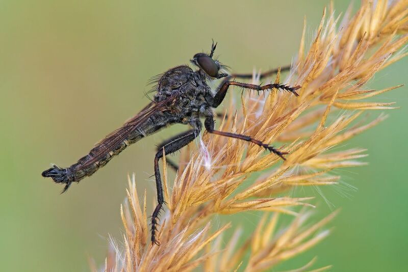 муха ктырь #муха9photo preview