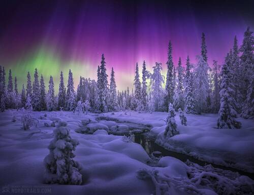 Где-то в Кольском лесу...