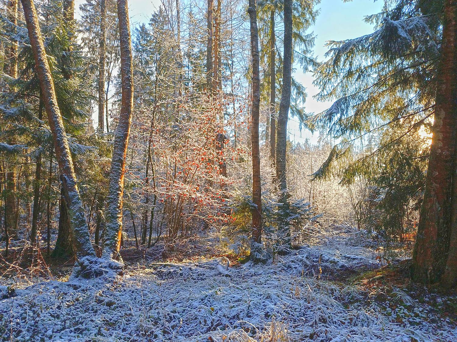 Мелодия первого снега. Автор: Сергей Седов , Сергей Седов