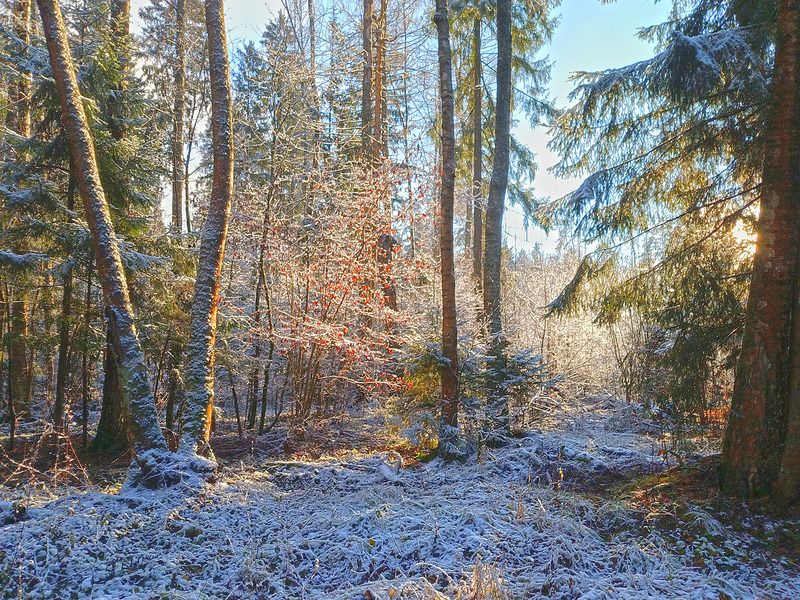 Мелодия первого снегаphoto preview