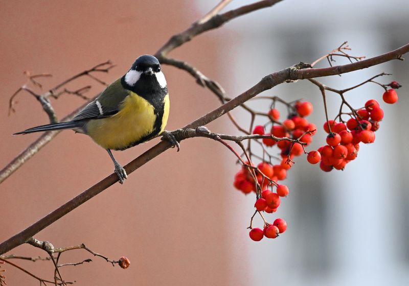 синица, птица За завтраком)) фото превью