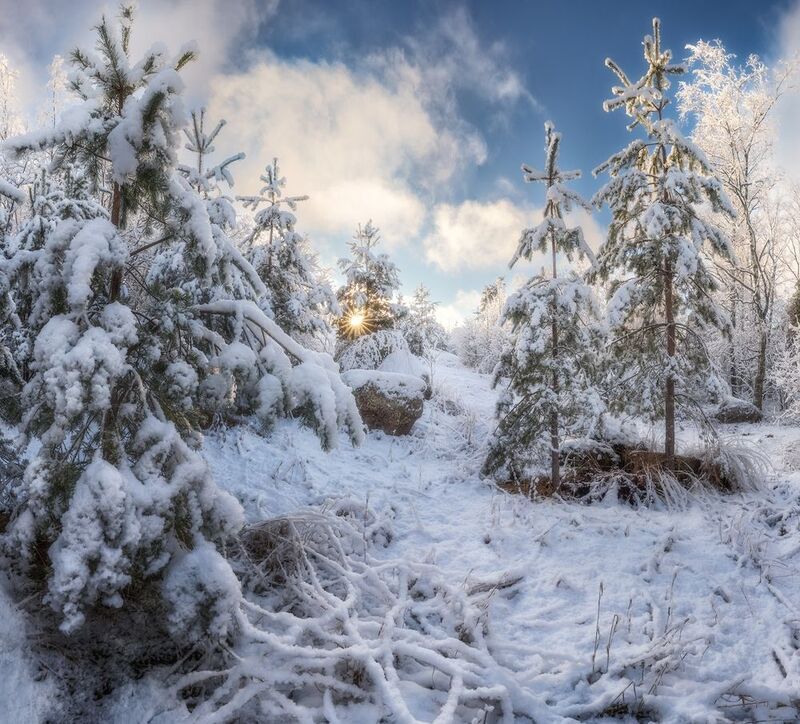 лес, снег, ленобласть ***photo preview