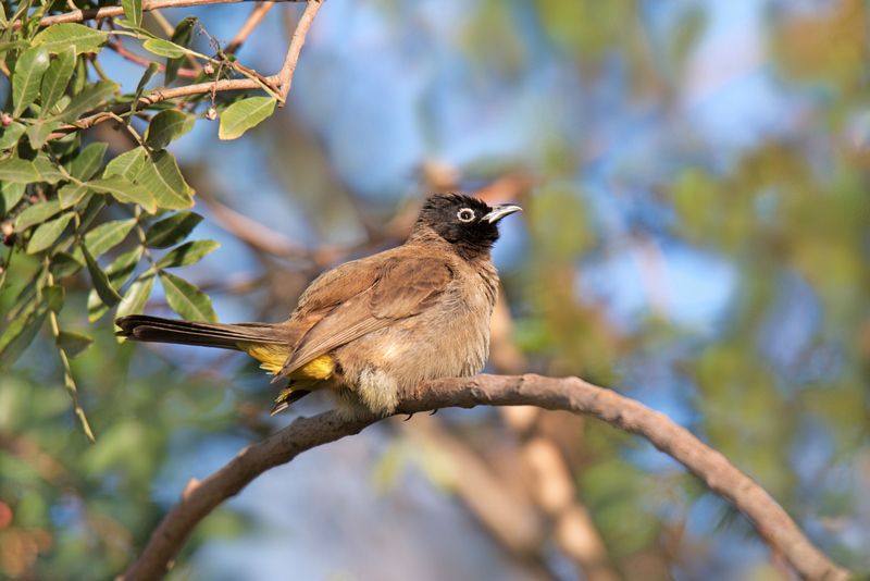 *Бюльбюль на дикой фисташкеphoto preview