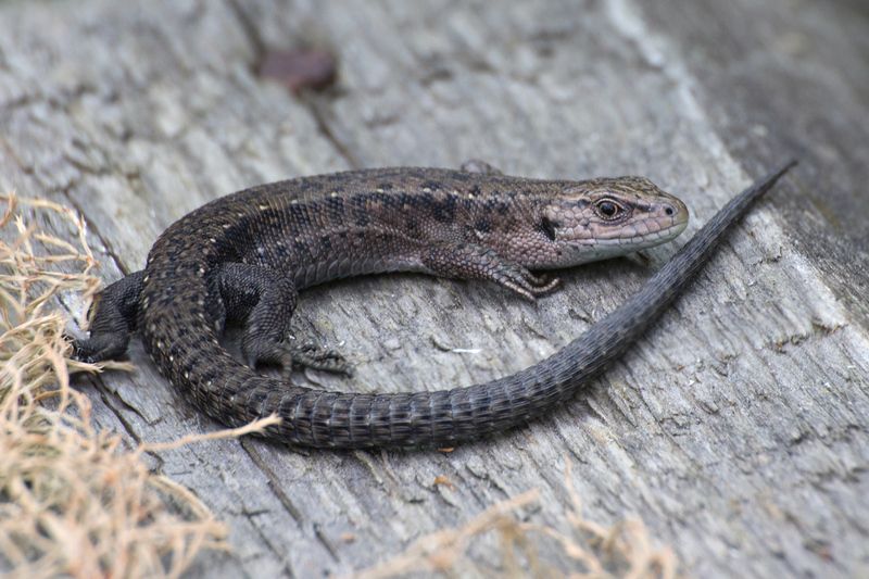 Проверка хвоста.photo preview