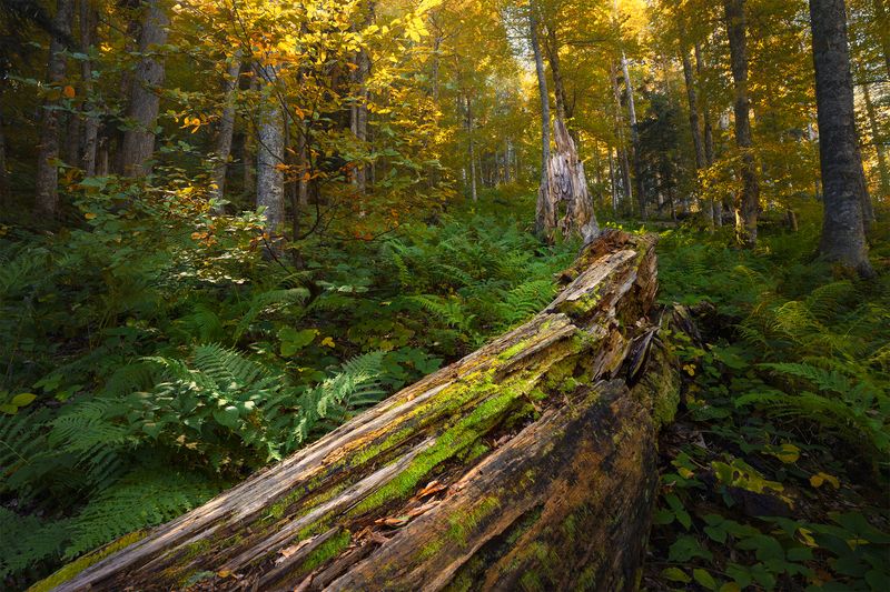 лес, осень, природа, красная поляна Тропой старой чащи фото превью