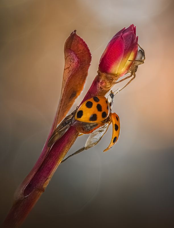 ladybug, beetle, insect, flower, macro, bugs, ladybird, spider, flower, autumn, The hunter’s perchphoto preview