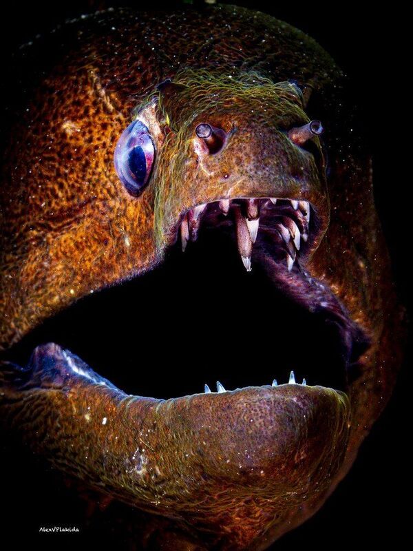 Underwater Black holephoto preview