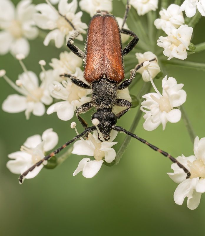 Насекомые лето макро жук  Эх, хорошо летом..Жуки, цветочки!photo preview