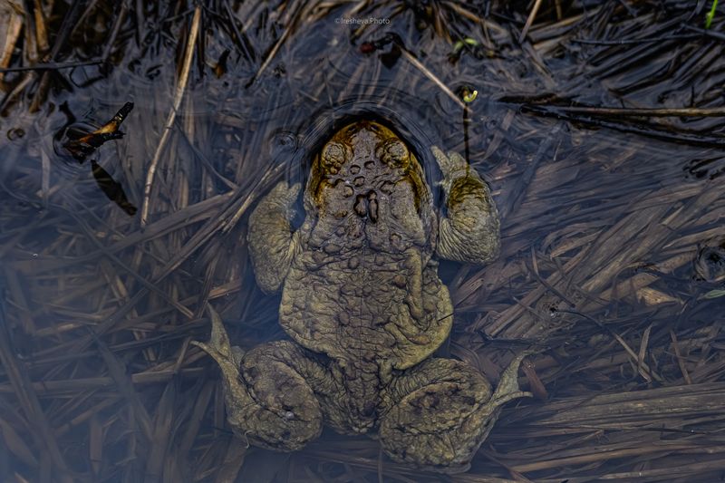 Жаба Жаба - вид сверхуphoto preview